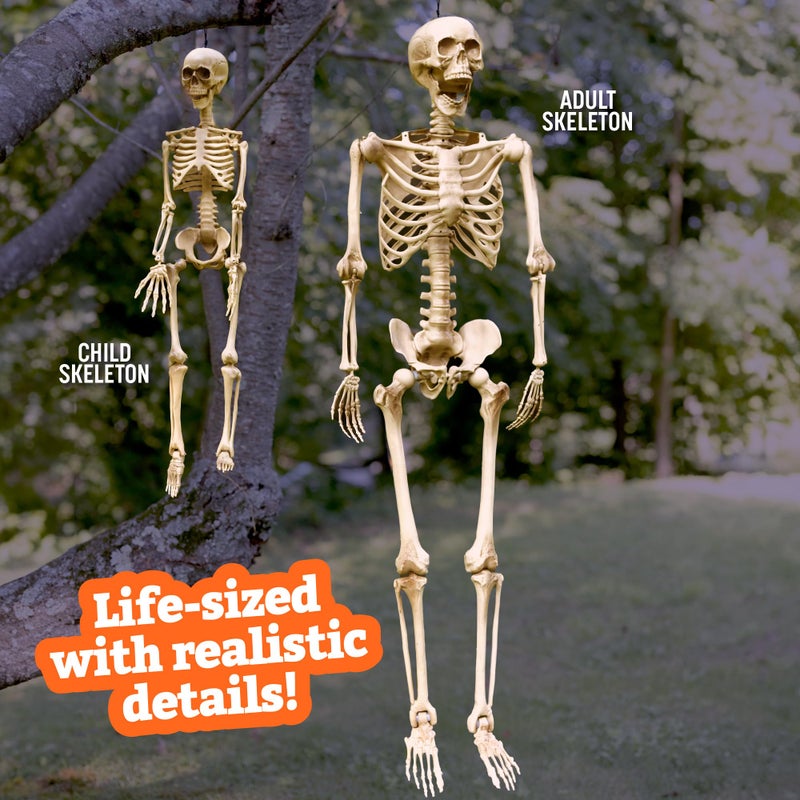 SCS Direct Life Size Posable Human Skeleton Halloween Decoration Value 2 Pack- Adult 5' 4" & Child 2' - Articulated Limbs Stay in Place, Weather Resistant Indoor/Outdoor- Upgrade Fall Haunted House Party Props - Image 2
